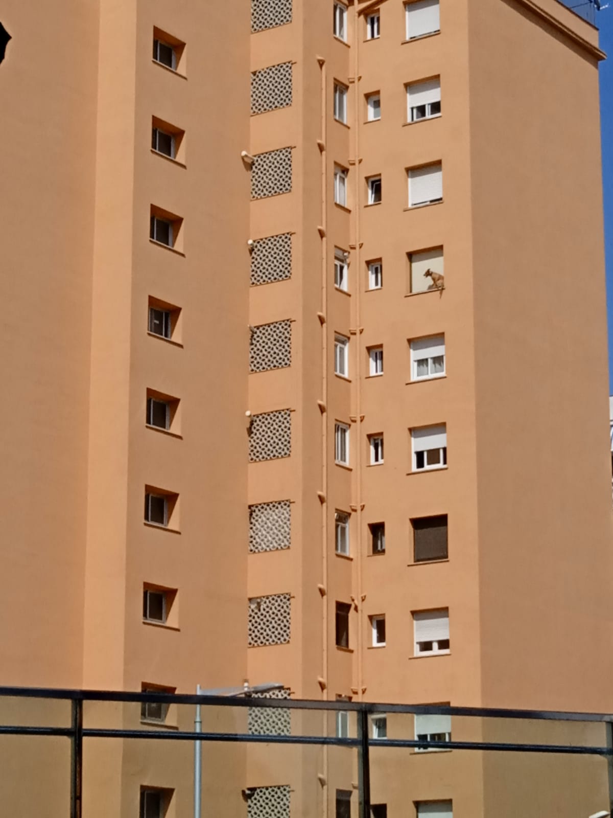 El gos a l'ampit de la finestra moments abans de caure a terra. FOTO: Cedida al TOT Rubí  El gos a l'ampit de la finestra moments abans de caure a terra. FOTO: Cedida al TOT Rubí