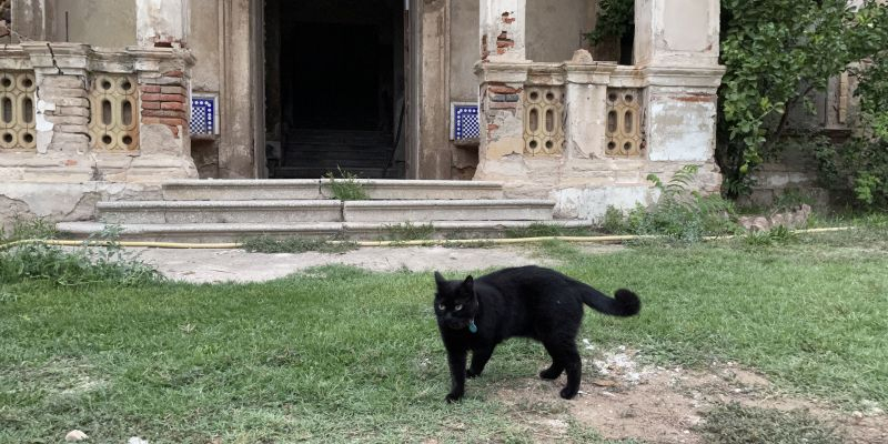 Un dels gats que viu a la masia de Can Balasc. FOTO: NHS