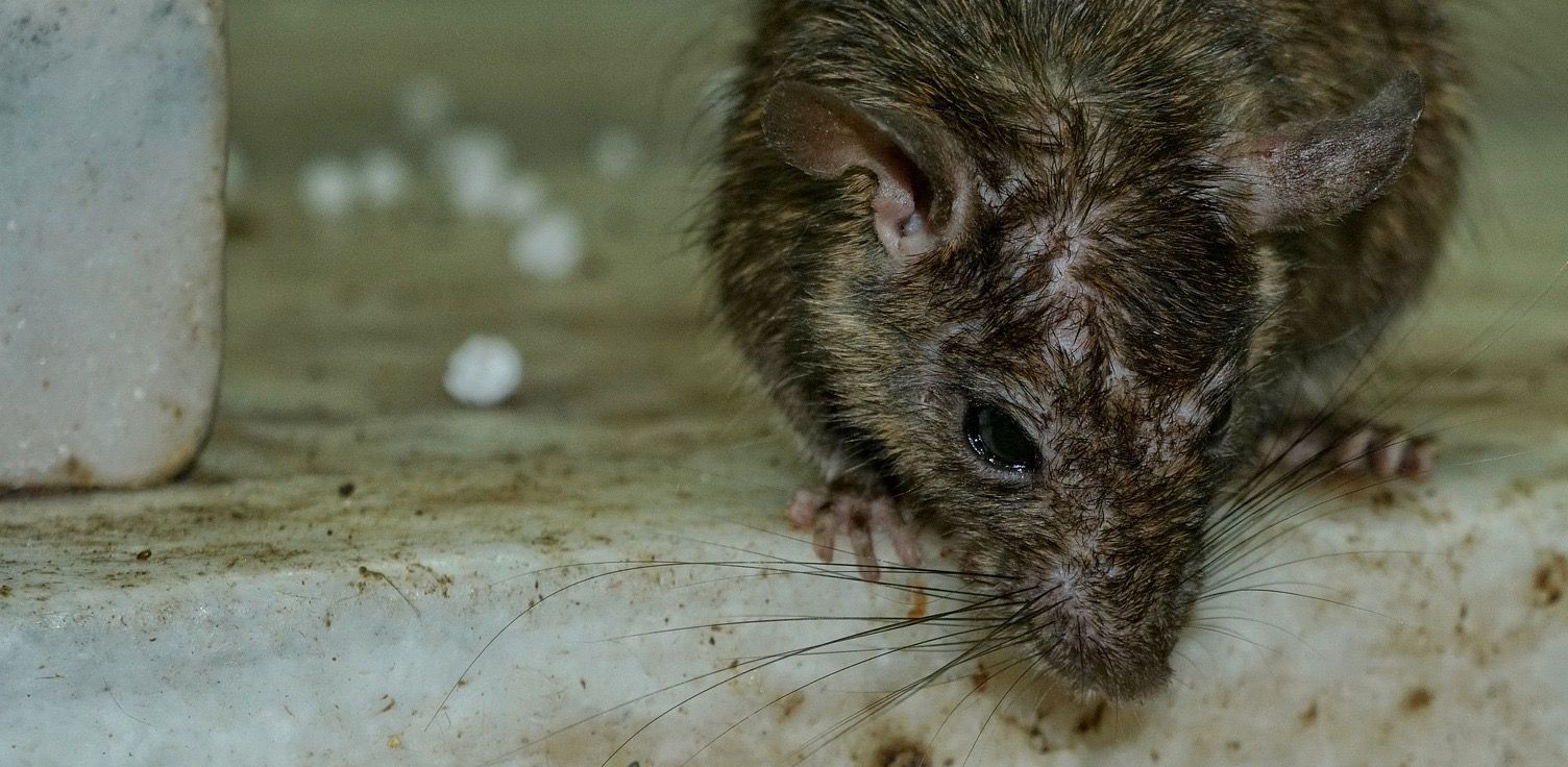 Ciutadans demanarà la posada en marxa d'una campanya per a l'erradicació urgent de les plagues de rates i paneroles. FOTO: Pixabay