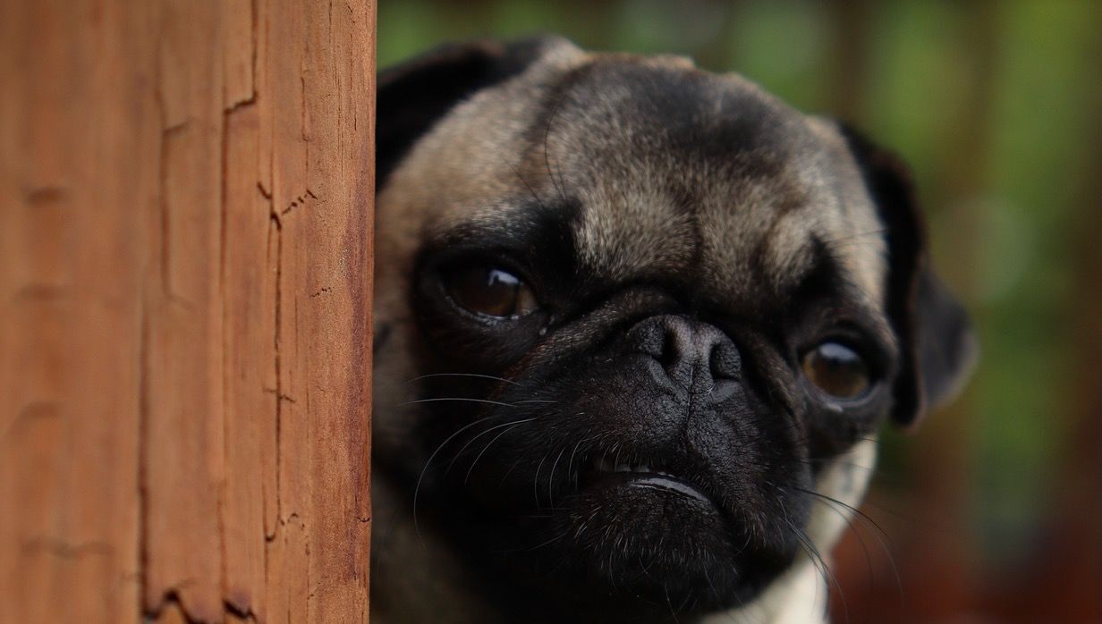 El vincle emocional i afectiu de les víctimes de violència masclista amb els seus animals és explotat pels maltractadors. FOTO: Pixabay