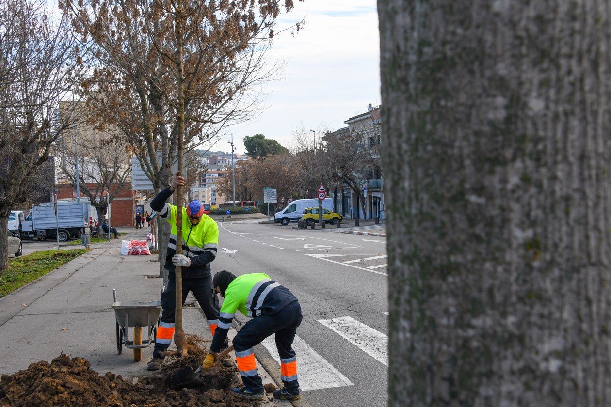 Plantació d'arbres a l'avinguda de Castellbisbal. FOTO: Ajuntament de Rubí-Localpres