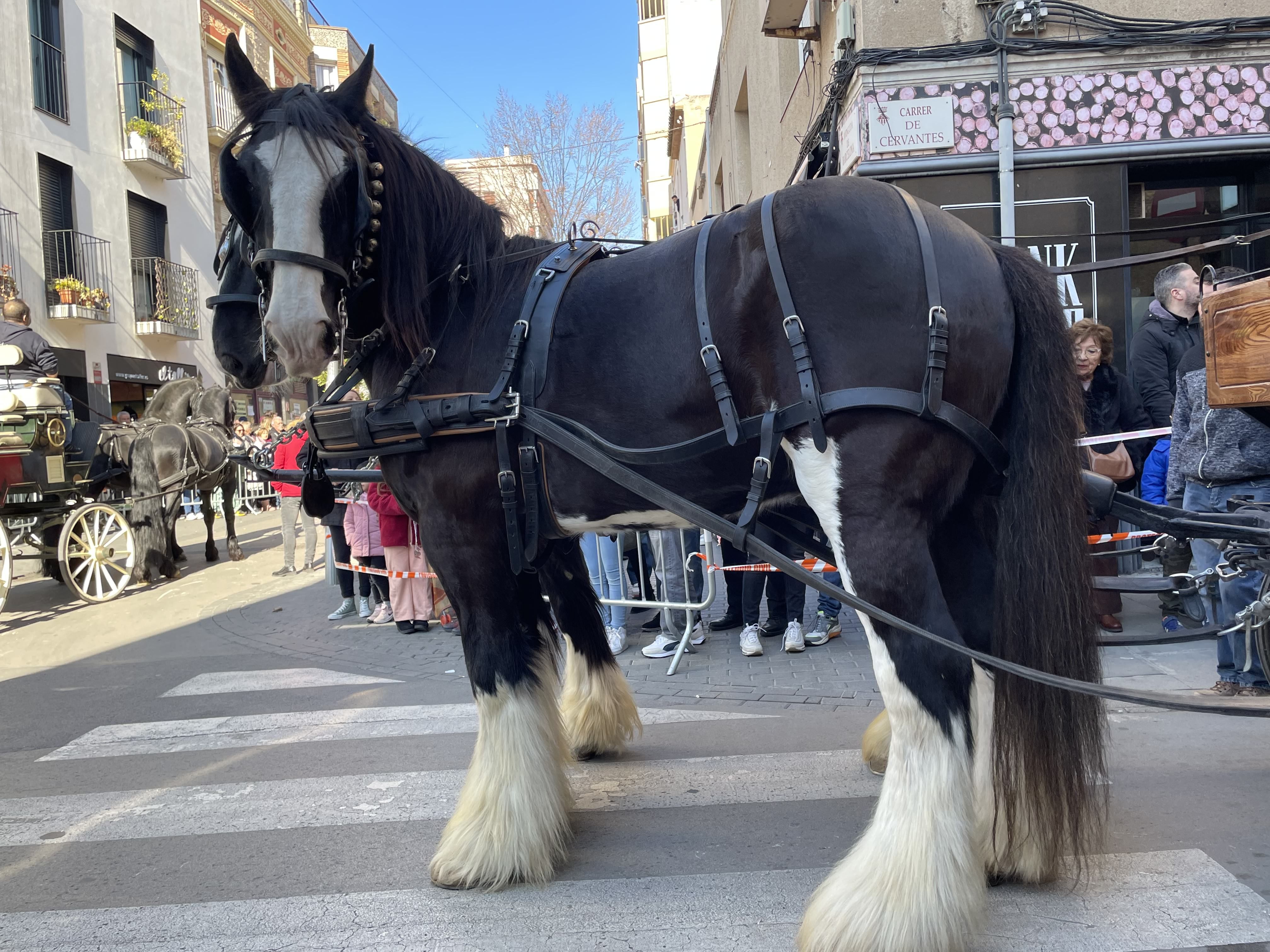 Sant Antoni Abat i la Rua dels Tres Tombs 2023. FOTO: Estela Luengo