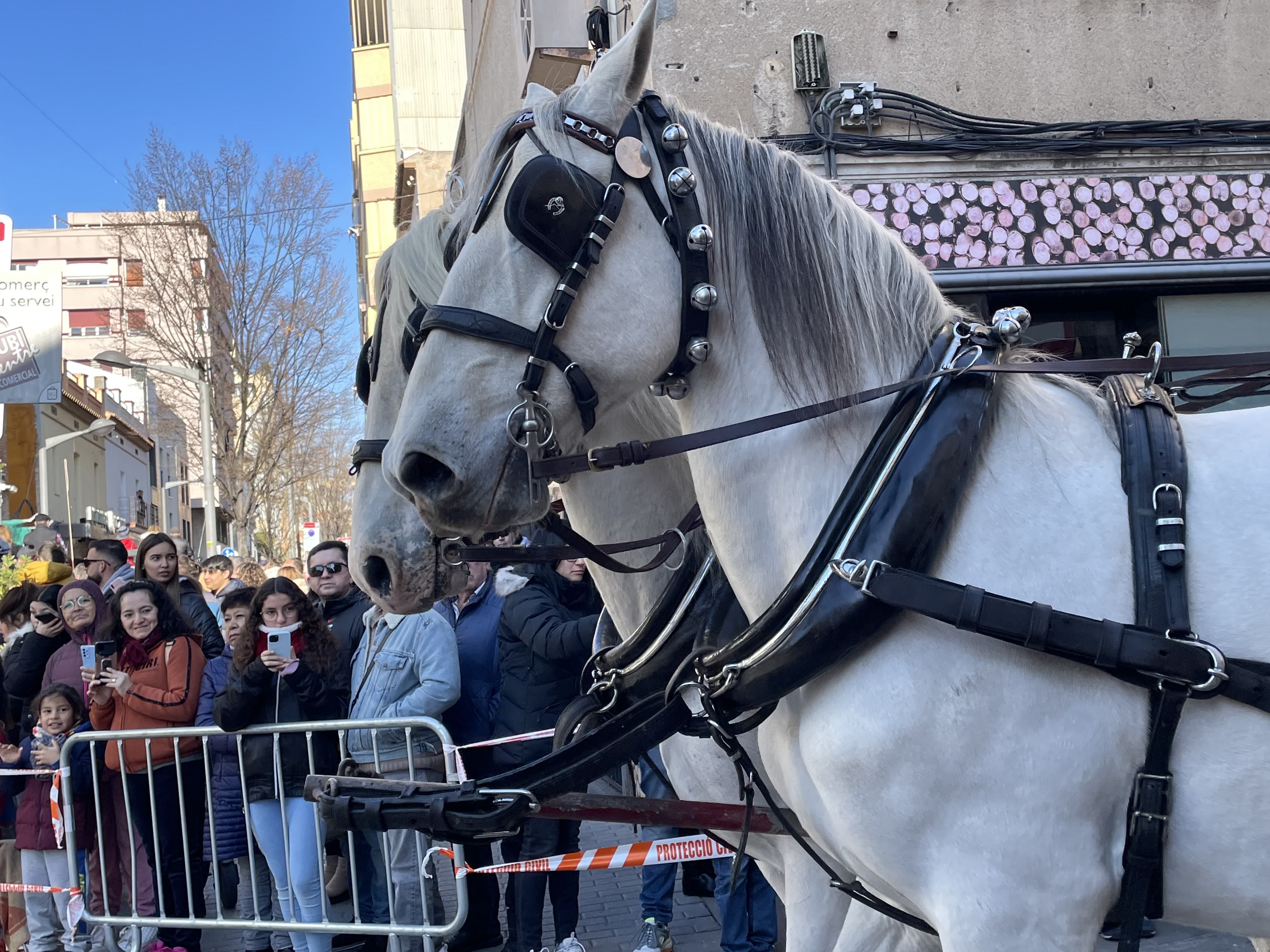 Sant Antoni Abat i la Rua dels Tres Tombs 2023. FOTO: Estela Luengo