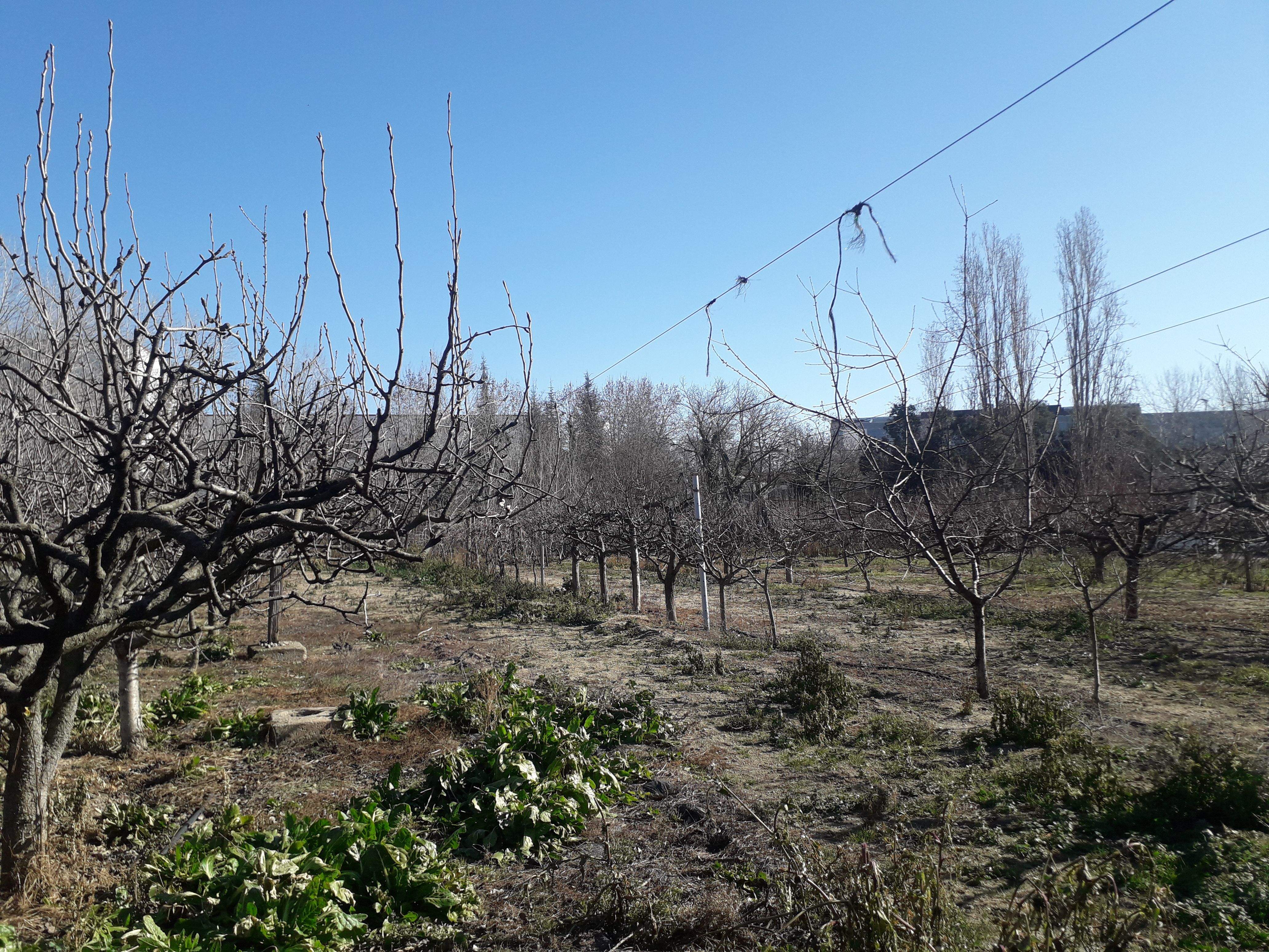 Zona d'arbres fruiters davant de la masia de Can Sant Joan. FOTO: NHS