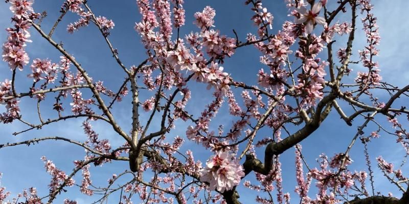 Al febrer trau flor l'ametller