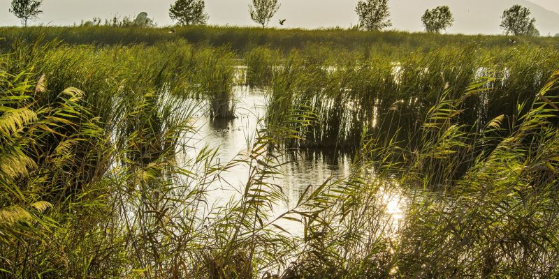 aiguamolls depuradora delta ebre