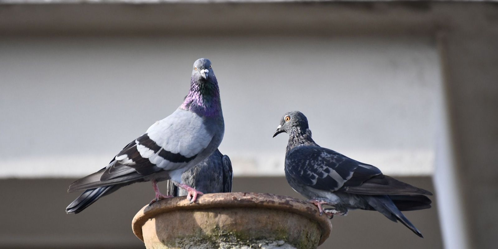 L'Ajuntament ja va prendre mesures per a evitar aquests problemes al medi ambient de la ciutat. FOTO: Pixabay