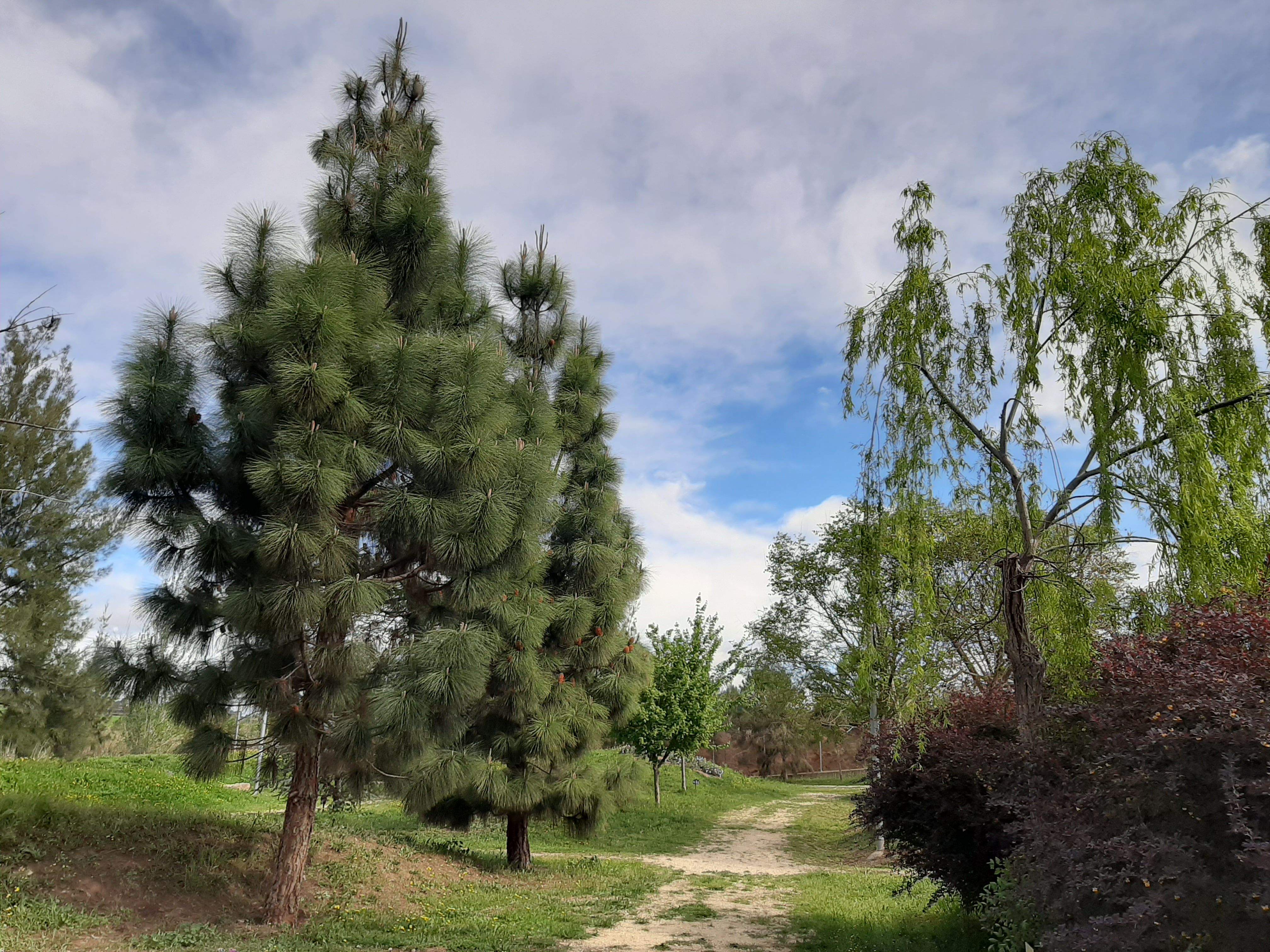 Aquesta fotografia va ser presa l’abril de 2022 per l’autor d’aquestes línies i ens mostra un dels senders que transcorre per l’arborètum situat al nord del castell de Rubí. FOTO: Jordi Vilalta