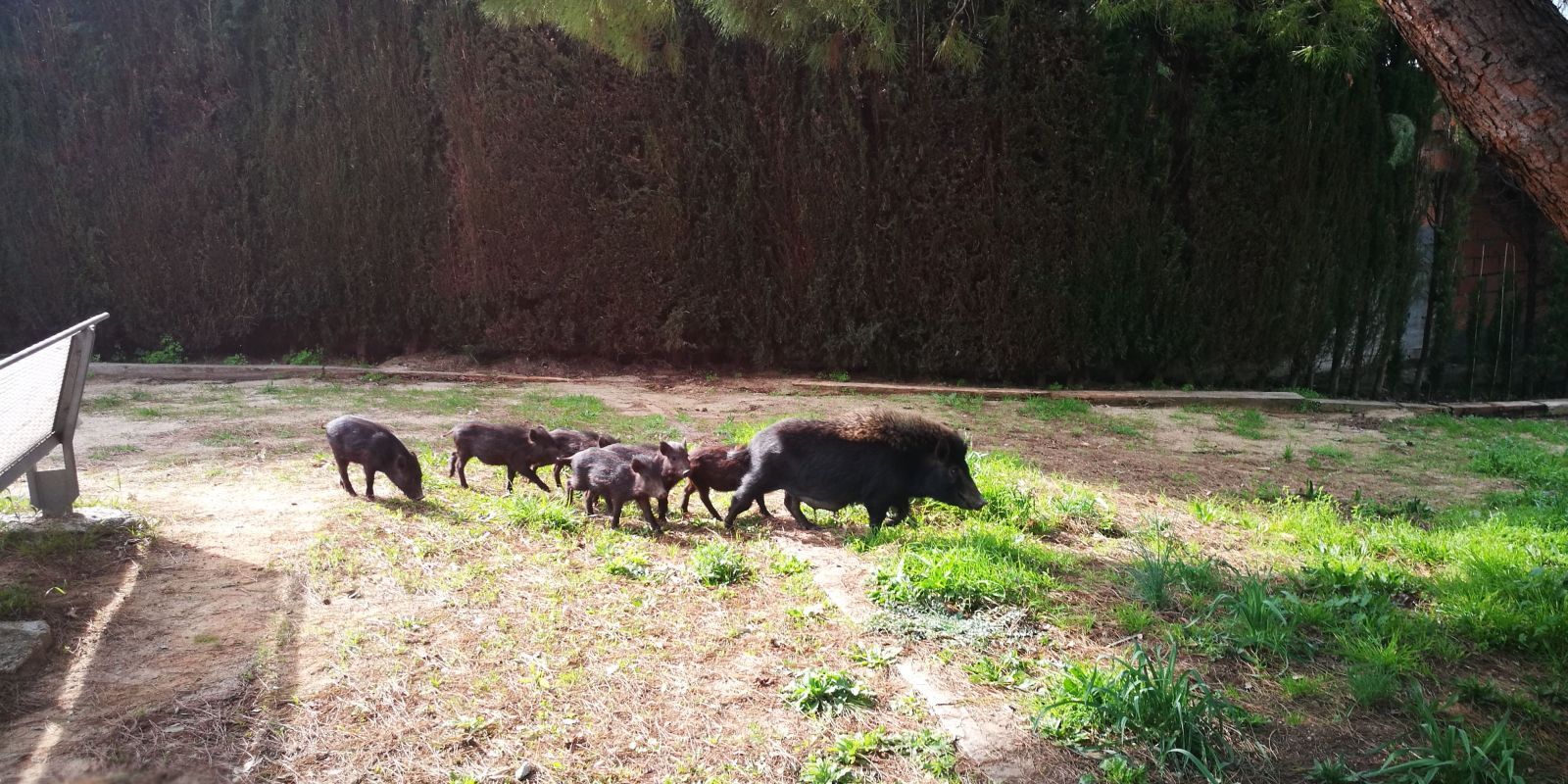 La població de senglars ha anat en augment en els últims anys a Catalunya, i actualment es troben de manera més freqüent. Foto: Redacció