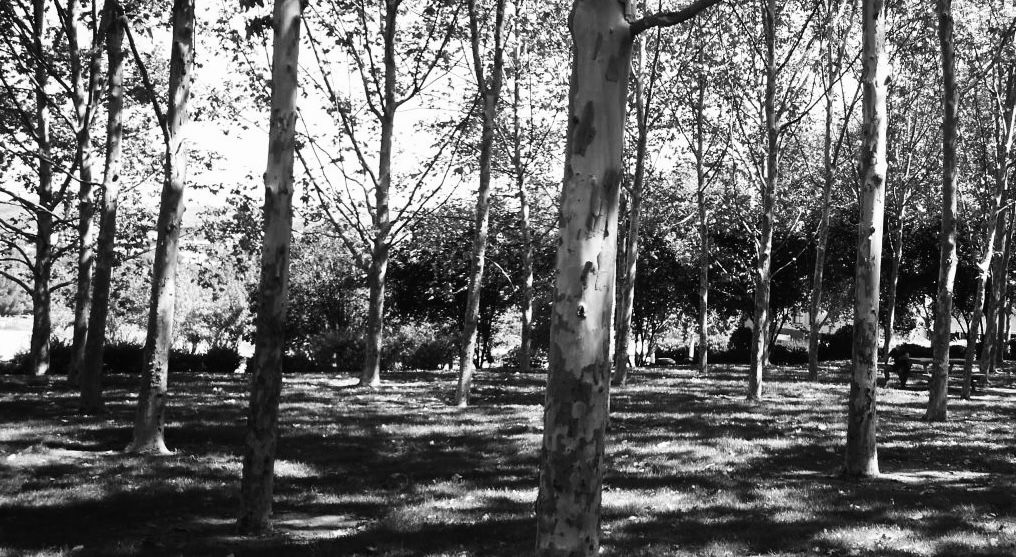 "L'esclavitud va constituir una veritable tragèdia per als indígenes". Foto: Redacció