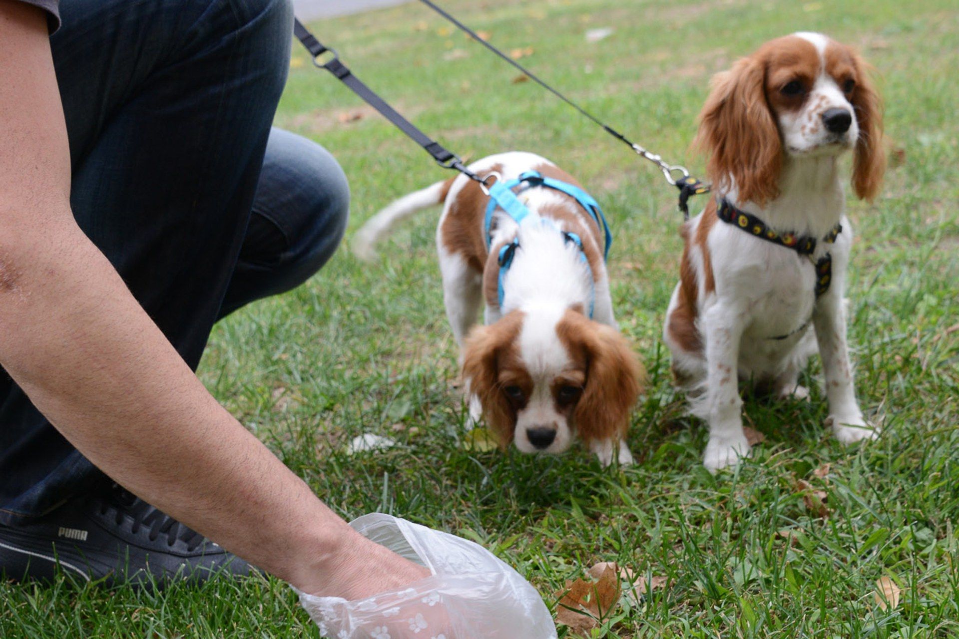 La campanya de control de la tinença responsable d'animals acaba amb 54 denúncies. FOTO: Ajuntament de Rubí