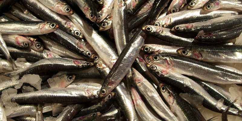 A Catalunya hi ha més de 50 espècies de peixos que es poden cuinar de manera molt fàcil i que són deliciosos. FOTO: Departament d’Acció Climàtica, Alimentació i Agenda Rural
