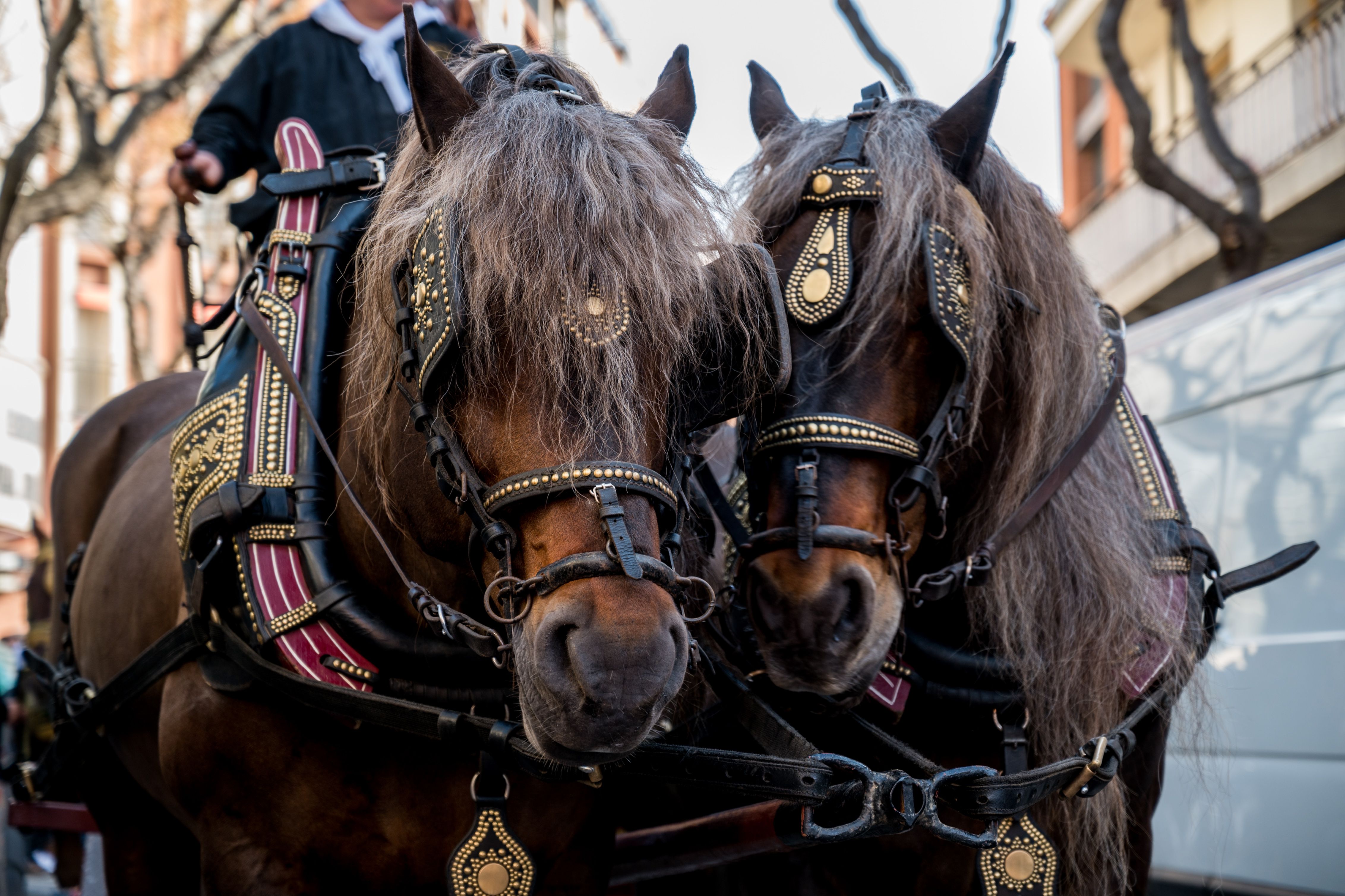 Més d'una desena de carruatges han protagonitzat la rua de 2024. Foto: Carmelo Jiménez