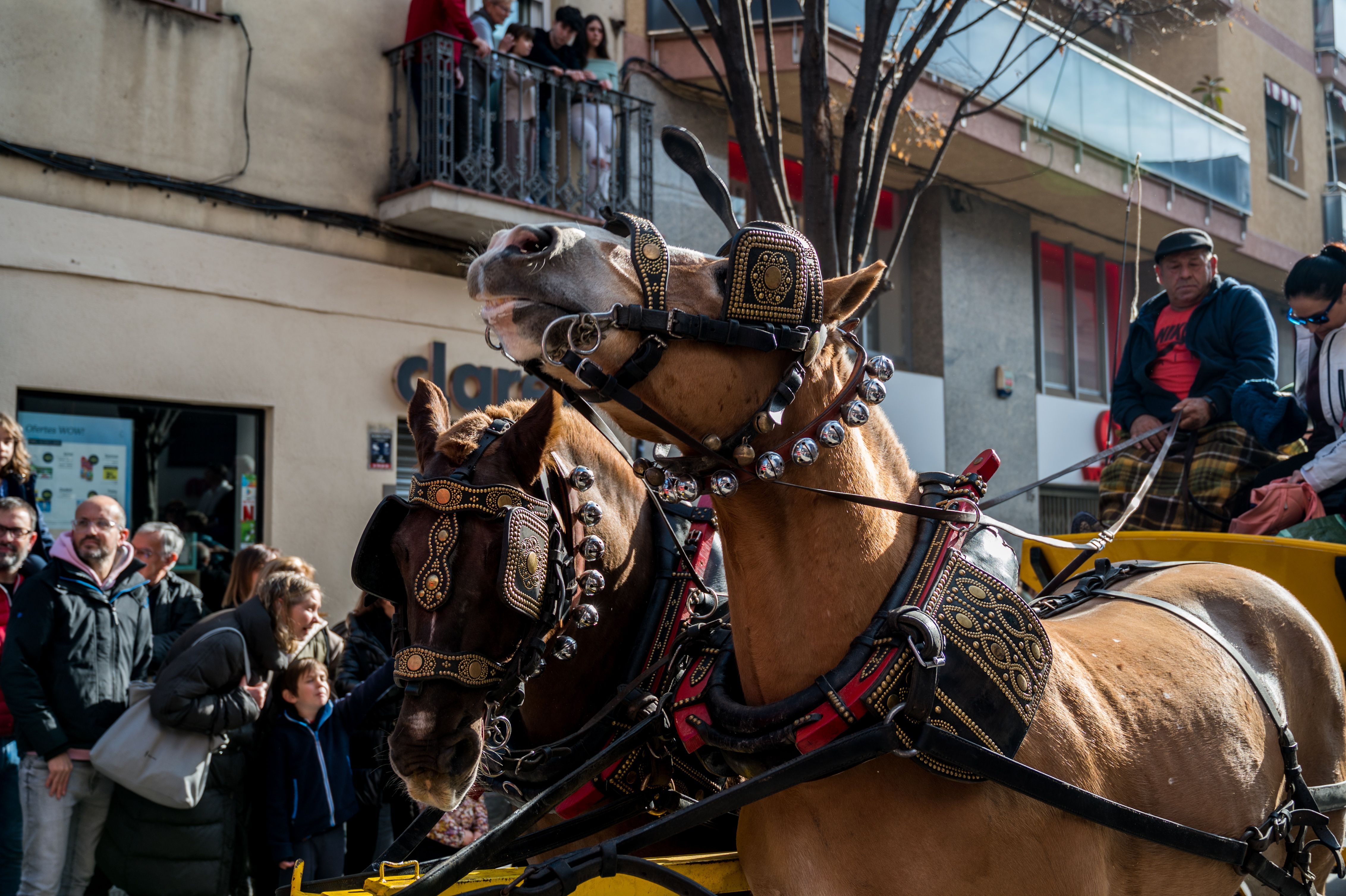 La festivitat de Sant Antoni Abat ha congregat a un gran nombre d'assistents. Foto: Carmelo Jiménez