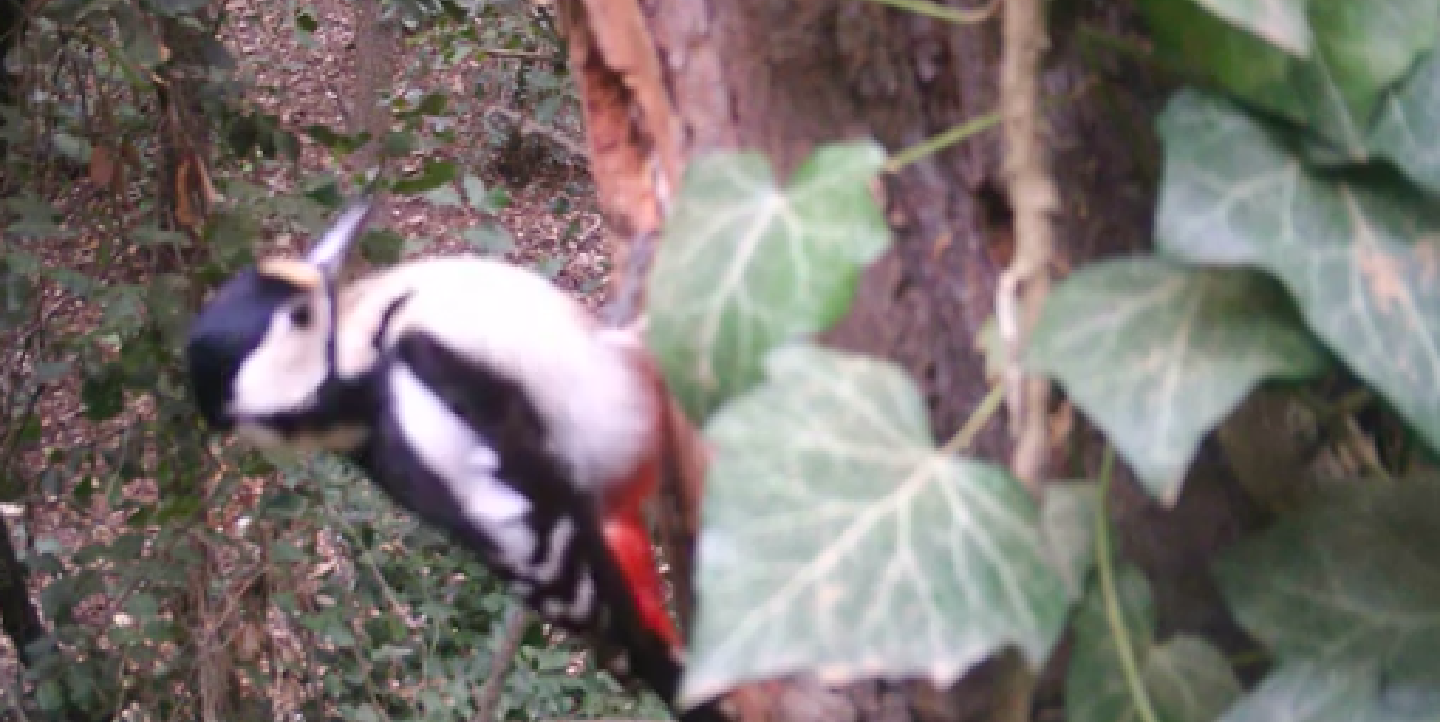 Els seus boscos, torrents i camps estan plens de fauna i flora autòctona, un dels patrimonis vius i naturals més importants del territori. Foto: Ajuntament de Rubí | @enxampatsalbosc