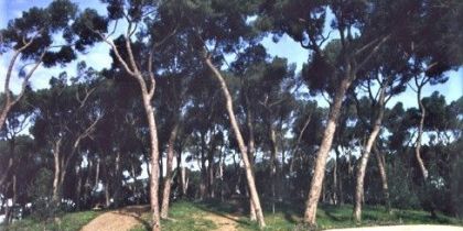 El bosc de Ca n'Oriol a finals del s.XX. Foto: CEPNA Rubí