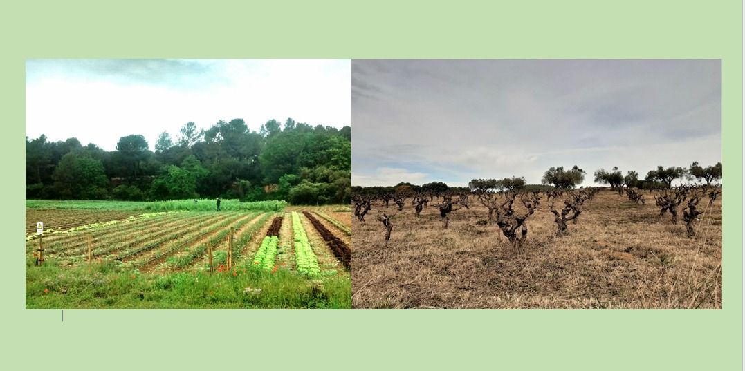 Activitat per descobrir les vinyes de Can Xercavins i el projecte Ecobòdum. FOTO: Cedida