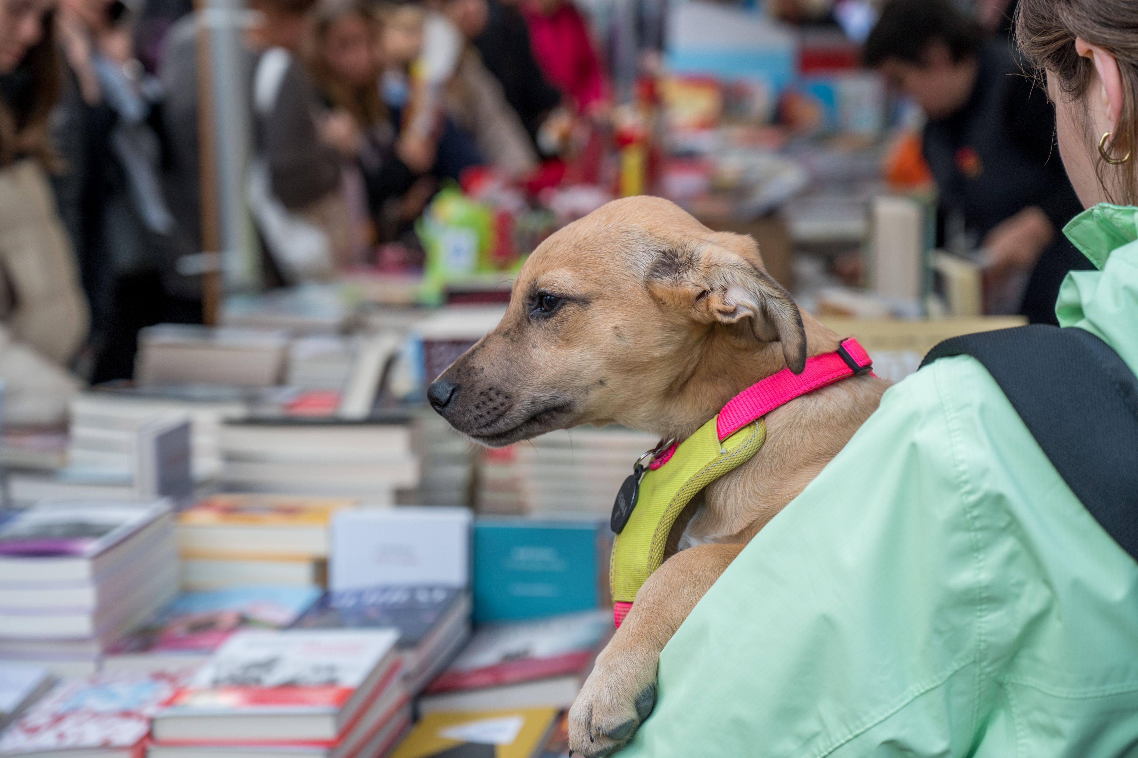 Sant Jordi 2024. FOTO: Carmelo Jiménez