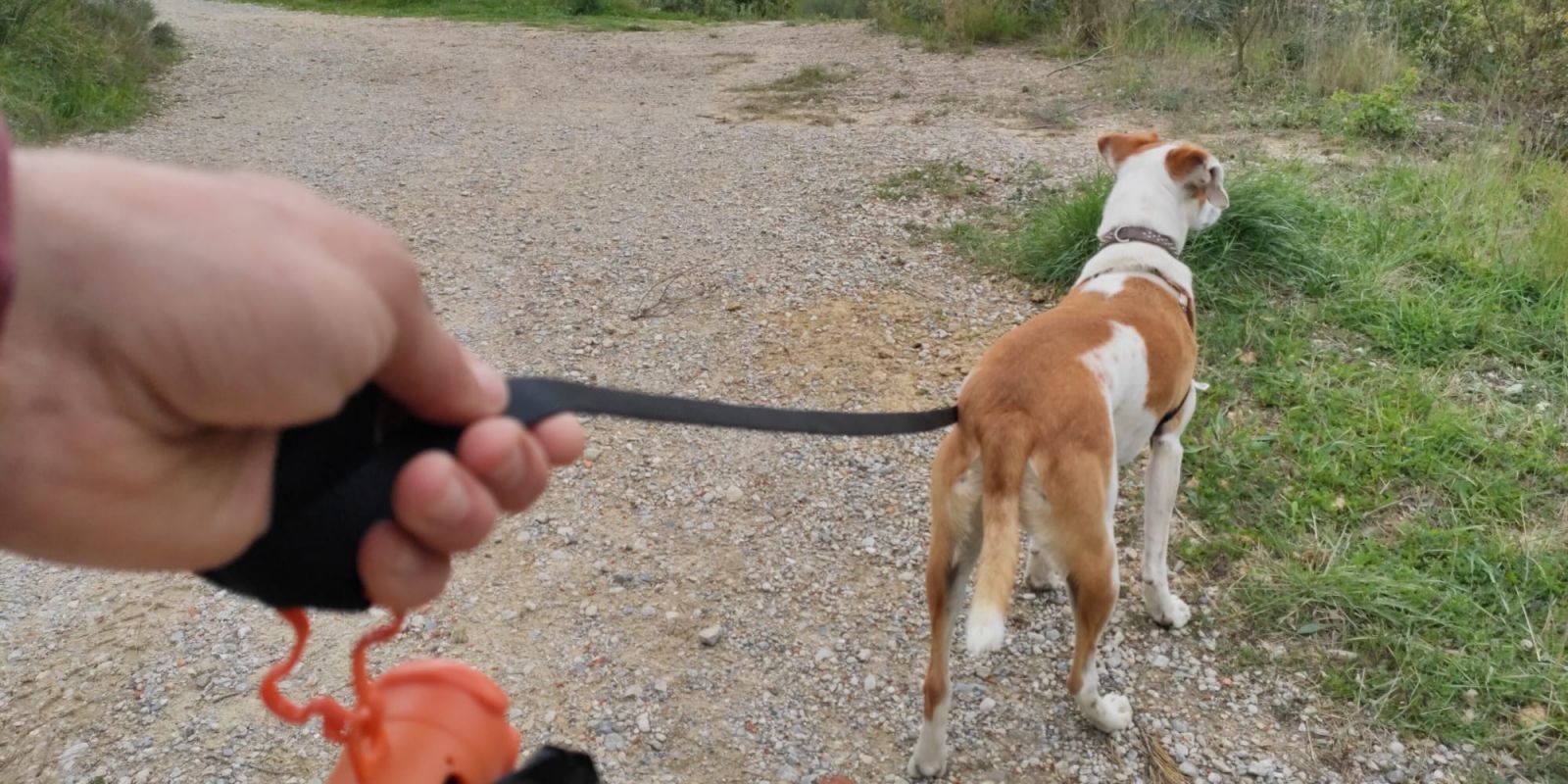 El reglament se suma a l'Ordenança Municipal Reguladora de la Tinença d'Animals. Foto: Arxiu | Redacció