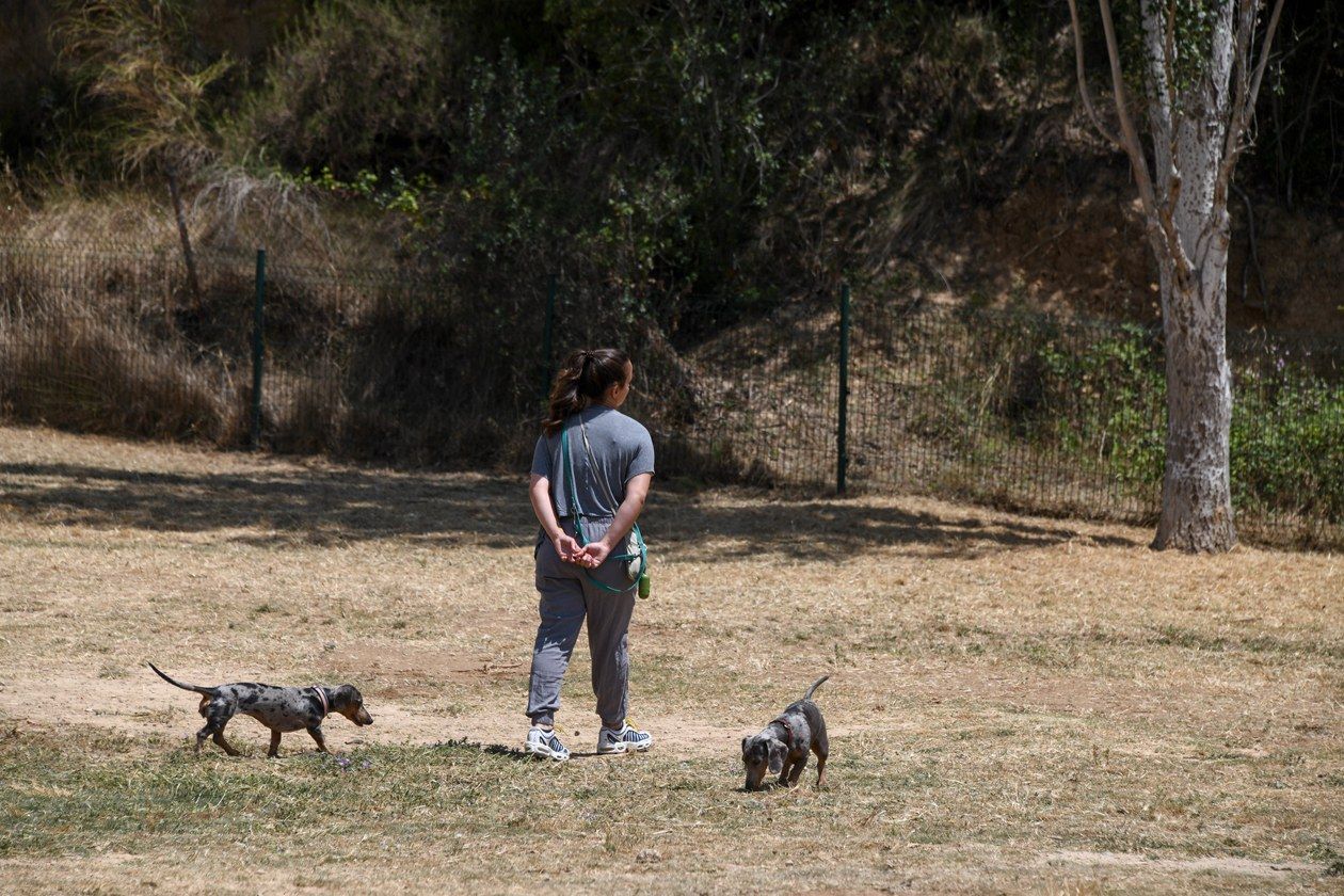 Rubí estableix les línies de treball per millorar les zones d'esbarjo per a gossos. FOTO: Ajuntament de Rubí