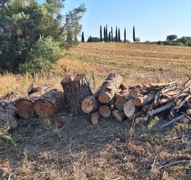 El govern local al·lega "motius de seguretat" per la tala d'arbres a Ca n'Oriol. FOTO: VR