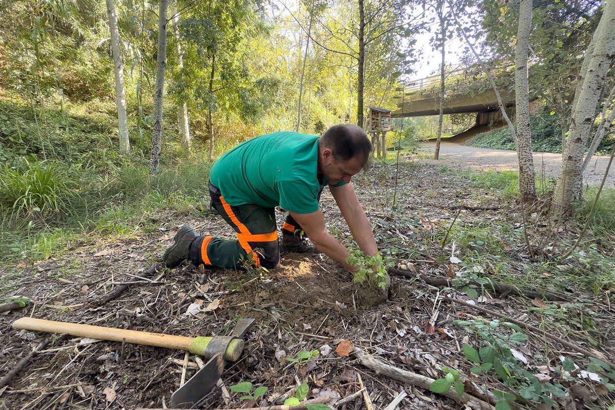 Les tasques de plantació s'estan duent a terme aquests dies FOTO: Localpres