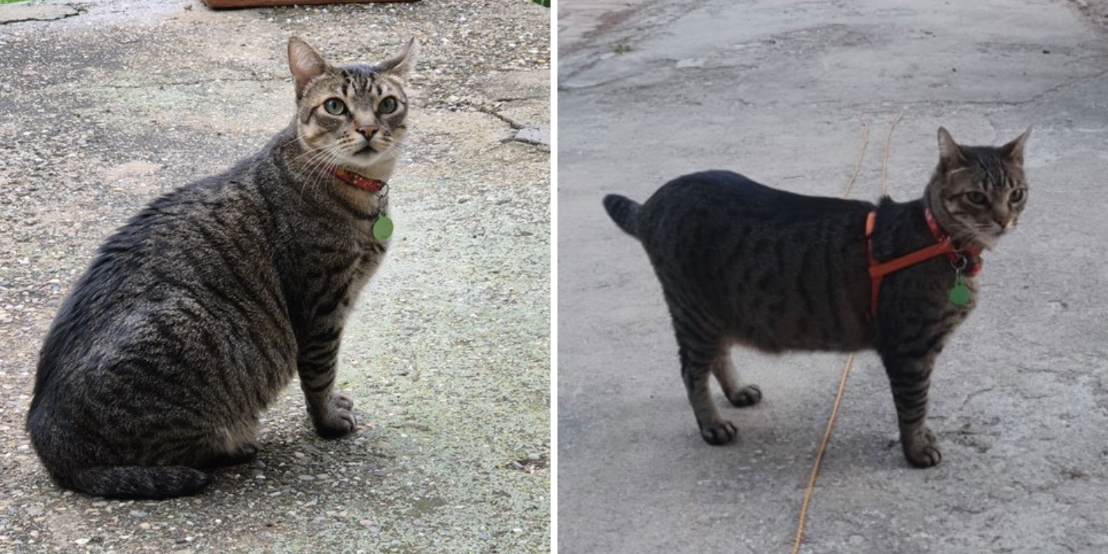 El Tito és un gat que s'ha perdut per la zona de Ca n'Alzamora FOTO: Cedida