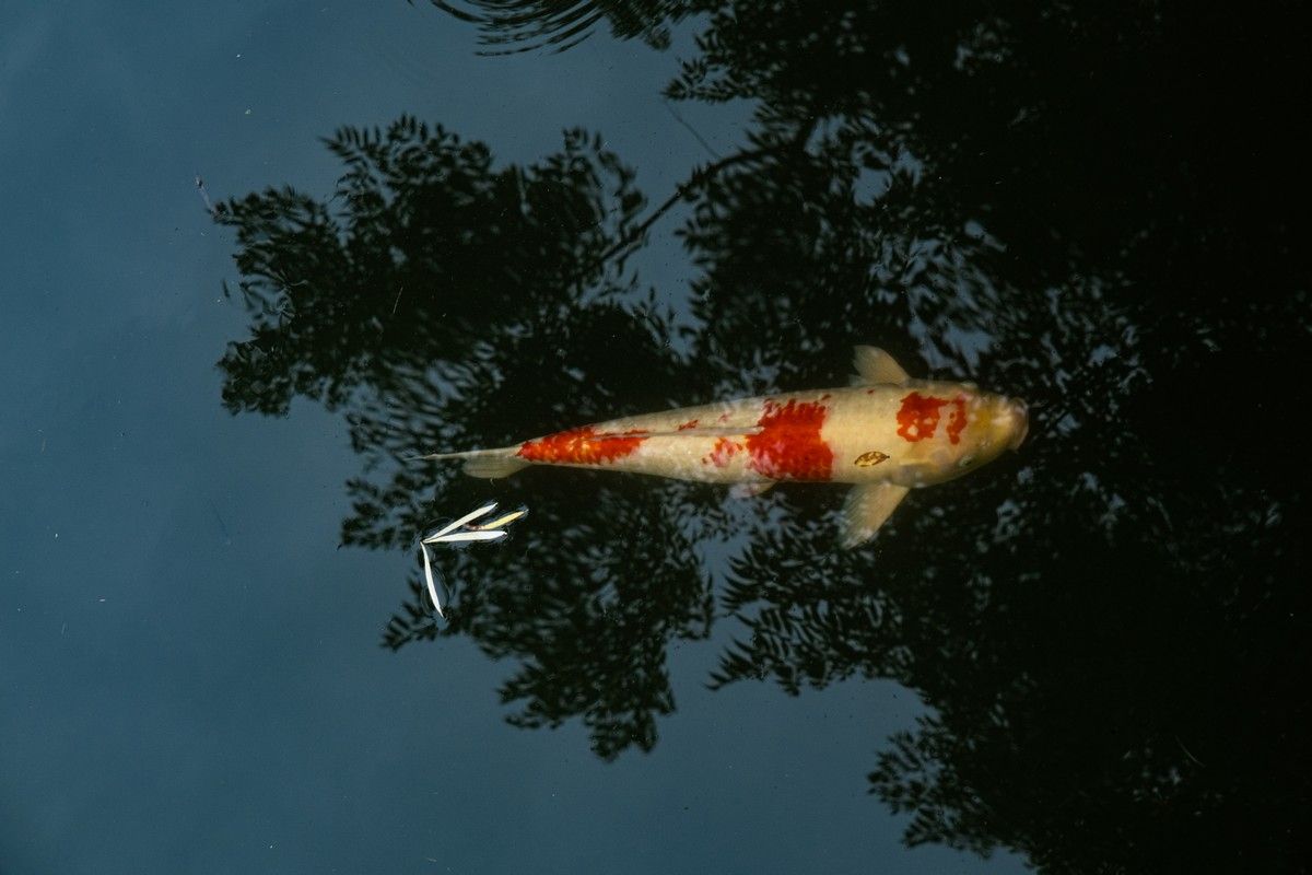 Una de les imatges de l'exposició "Hidralgia". FOTO: Ramon Batalla