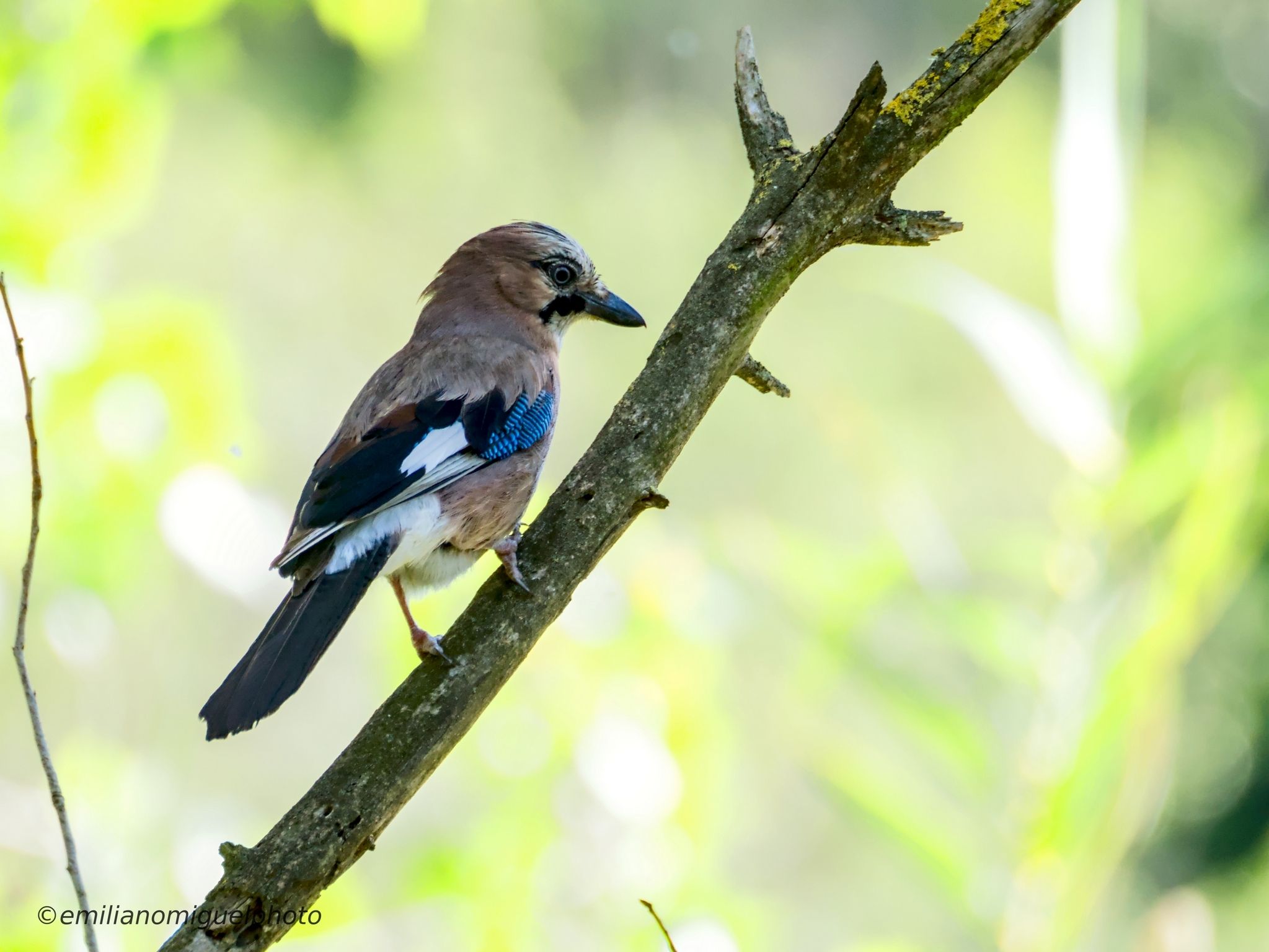 L'Explica'ns el teu Rotllo del mes de març està dedicat a la fotografia de natura. FOTO: Emiliano Miguel