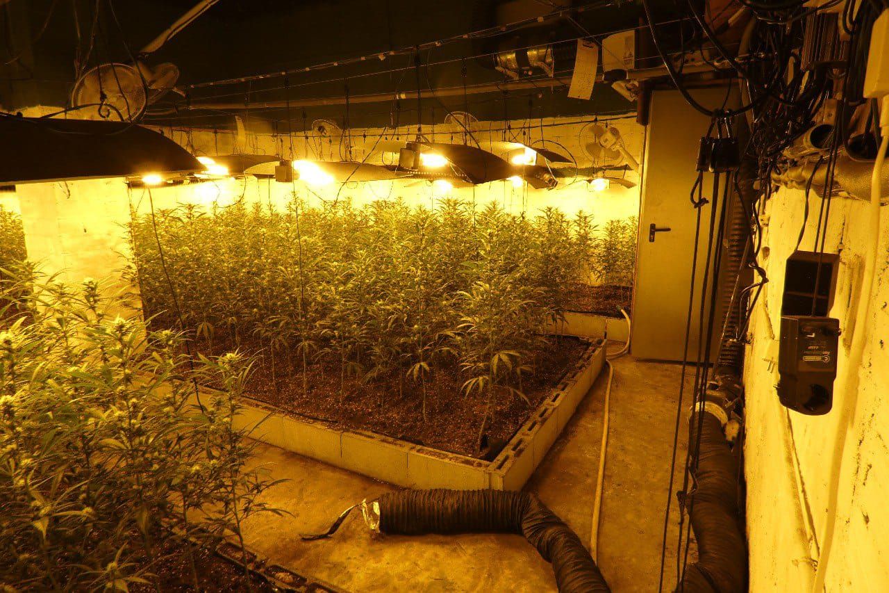 Desmantellen un cultiu de marihuana de més de 600 plantes a Rubí. FOTO: Mossos d'Esquadra