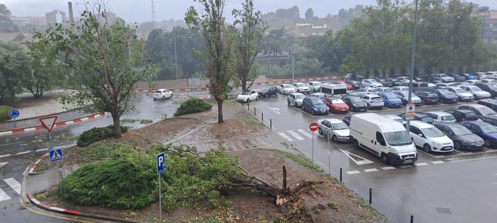 Un gran arbre de l'Escardívol, caigut a causa del vent en un temporal. FOTO: Cedida