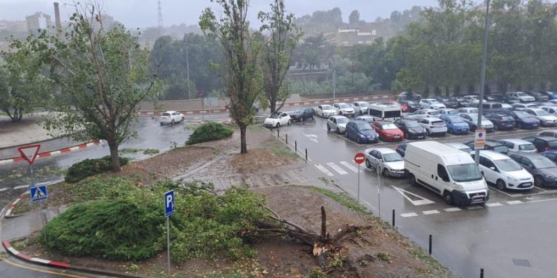 Un gran arbre de l'Escardívol, caigut a causa del vent FOTO: Cedida