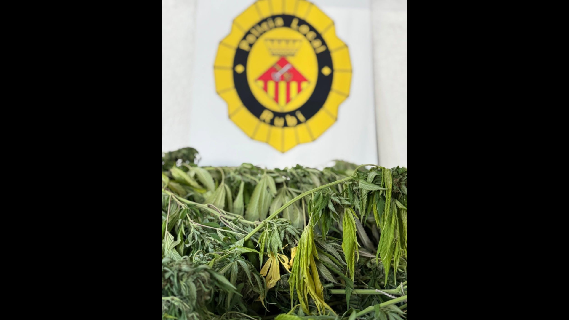 Un robatori destapa el cultiu de marihuana que hi havia dins de la casa. FOTO: Policia Local de Rubí a IG