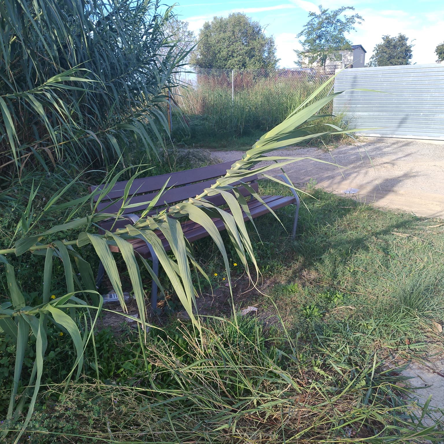 Herbes i canyes a la parada del bus de Can Bosc. FOTO: Mª Carmen Delgado