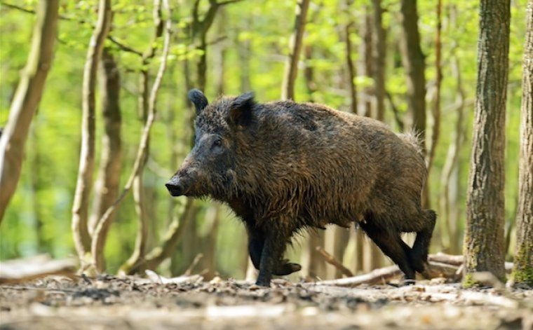 Porc senglar pel Parc Natural. Foto: Arxiu 