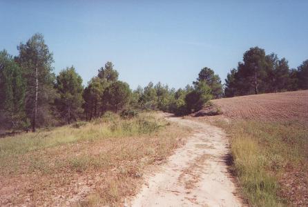 L’antic camí ral de Martorell a Terrassa. FOTO: Arxiu de CEPNA
