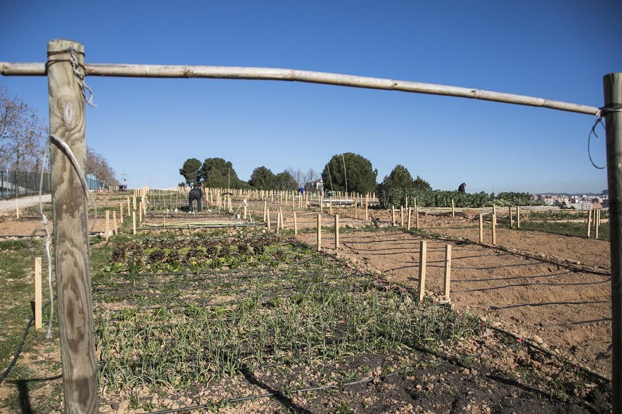 Obert un nou concurs per adjudicar parcel·les als horts municipals de Cova Solera. FOTO: Ajuntament de Rubí – Lali Puig