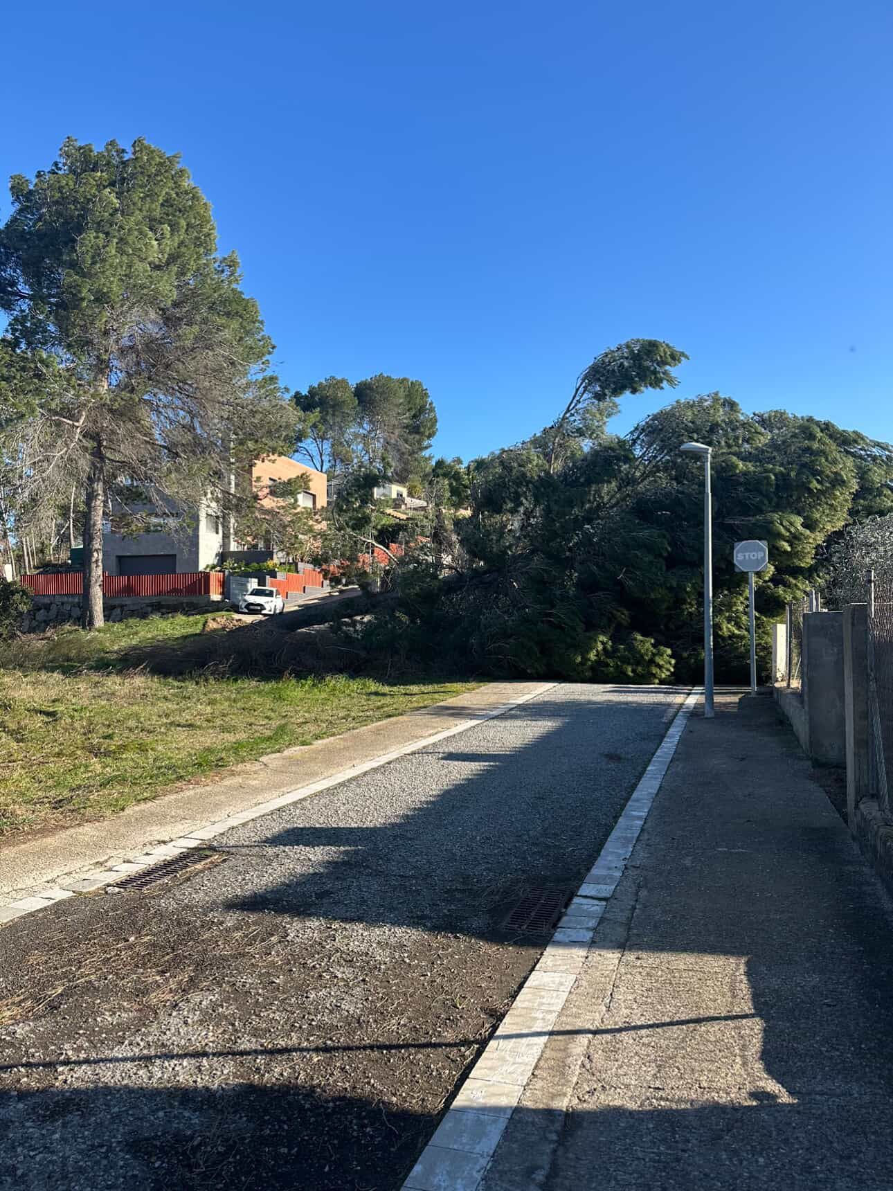 Arbre de grans dimensions caigut al passatge de Castanyers, Sant Muç, per la borrasca Nils. FOTO: Cedida