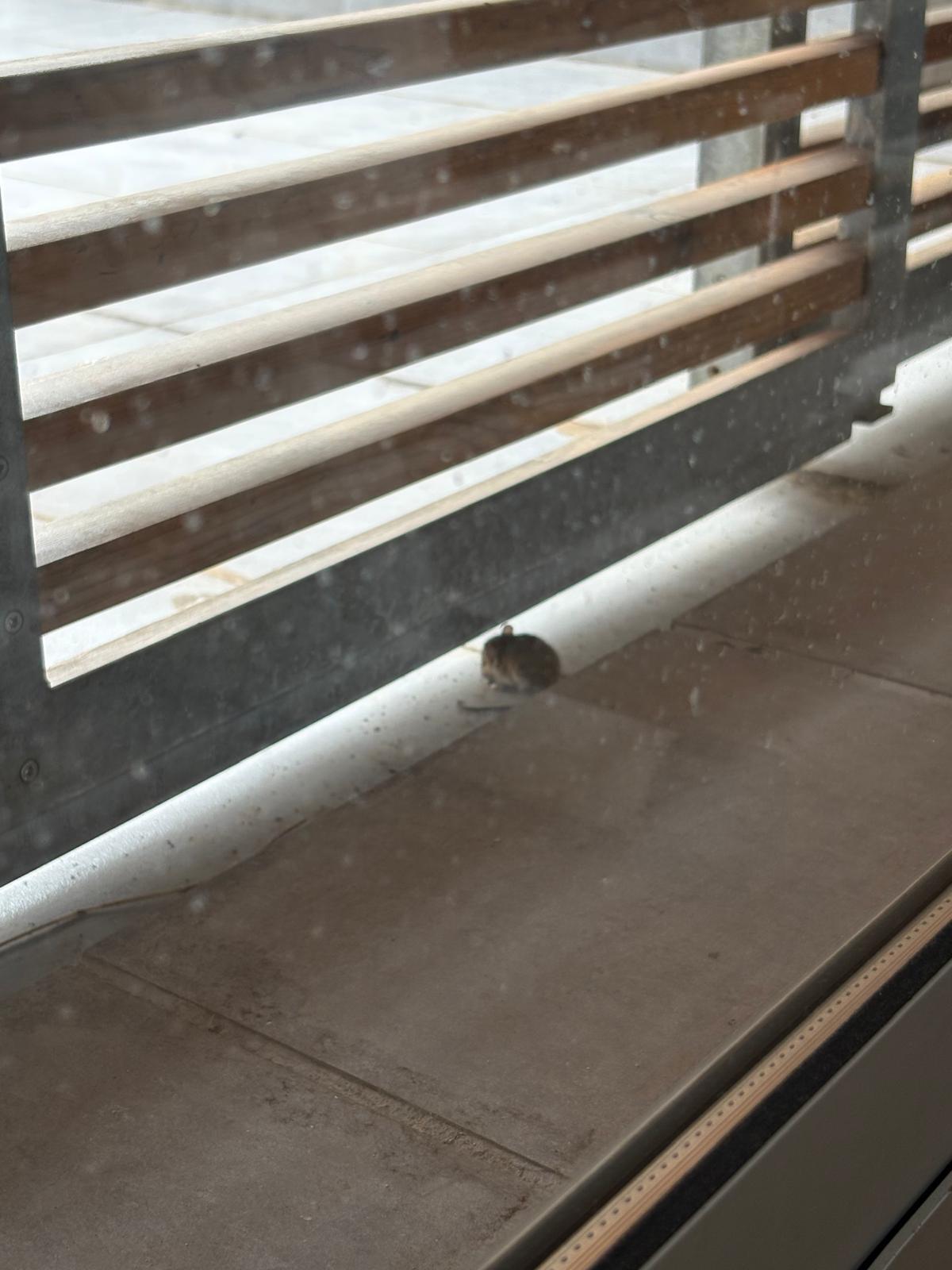 Veïns de la Plana de Can Bertran denuncien la presència de rates a la zona. FOTO: Cedida