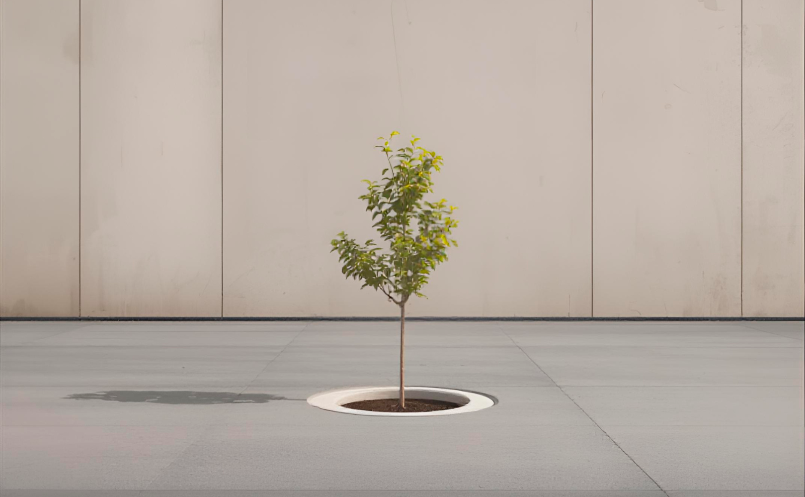 Un arbre plantat avui farà ombra quan l'equip de govern del moment ja no hi sigui