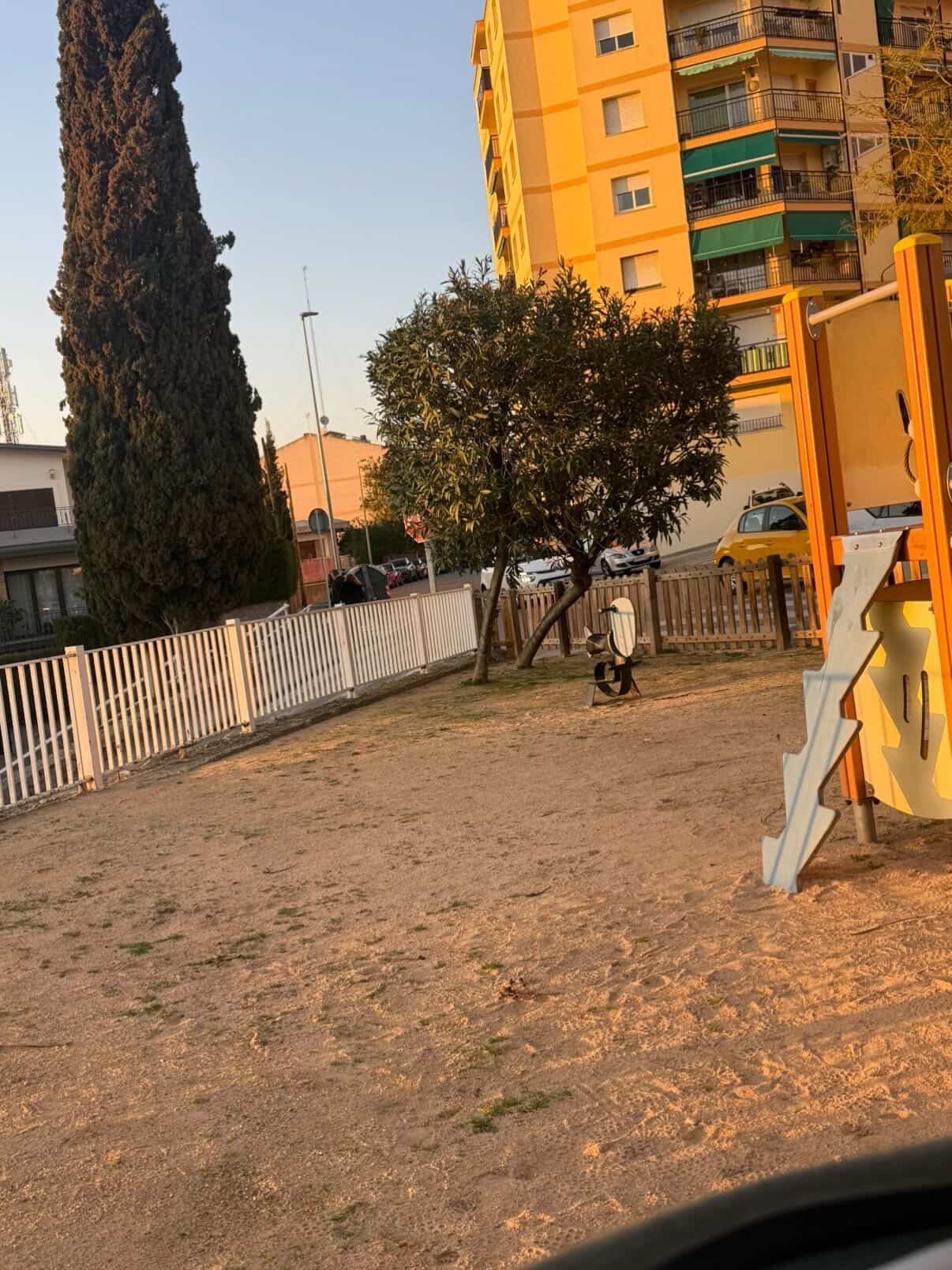 Exemplar de baladre a la plaça Jesús i Maria FOTO: Judit