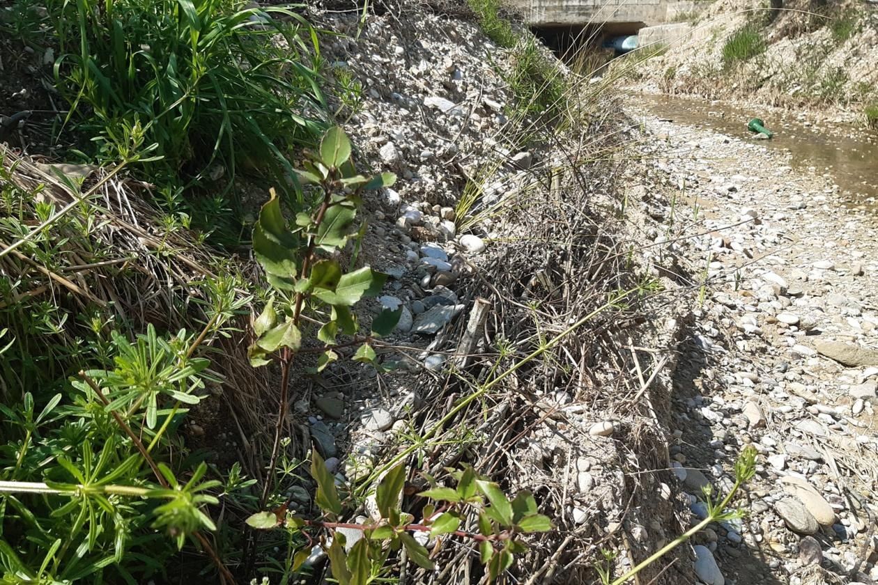 Vegetació de ribera al Torrent de Xercavins FOTO: Ajuntament de Rubí