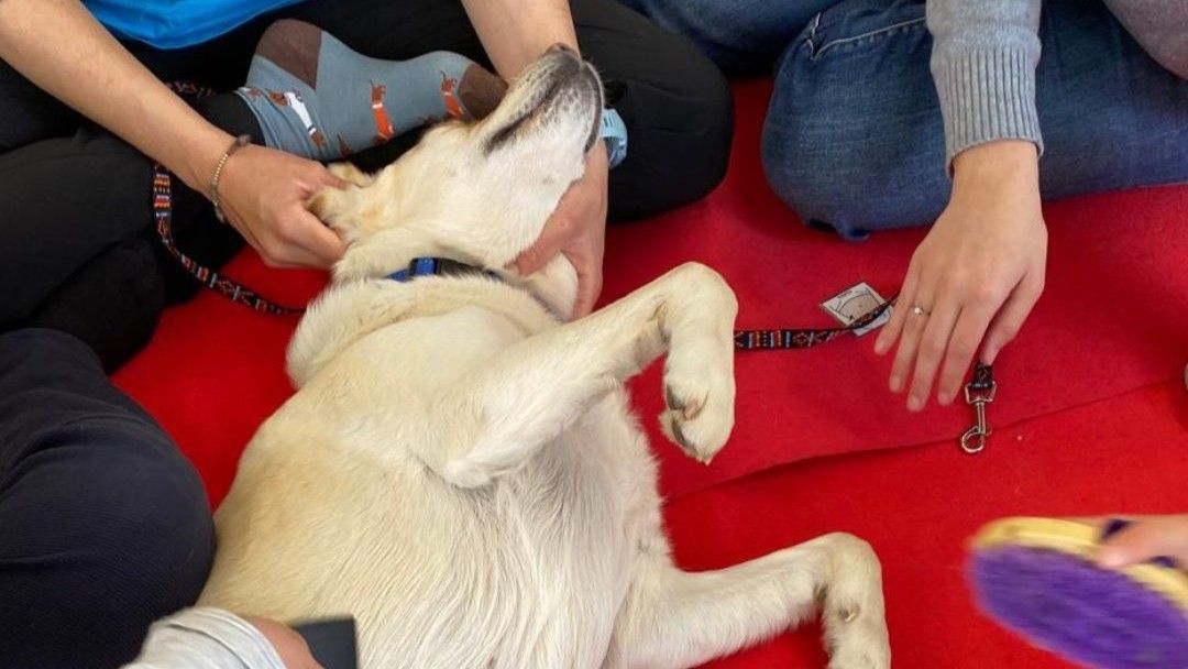 El projecte promou el benestar emocional, social i físic d’infants i adolescents a través de la interacció amb gossos FOTO: CST