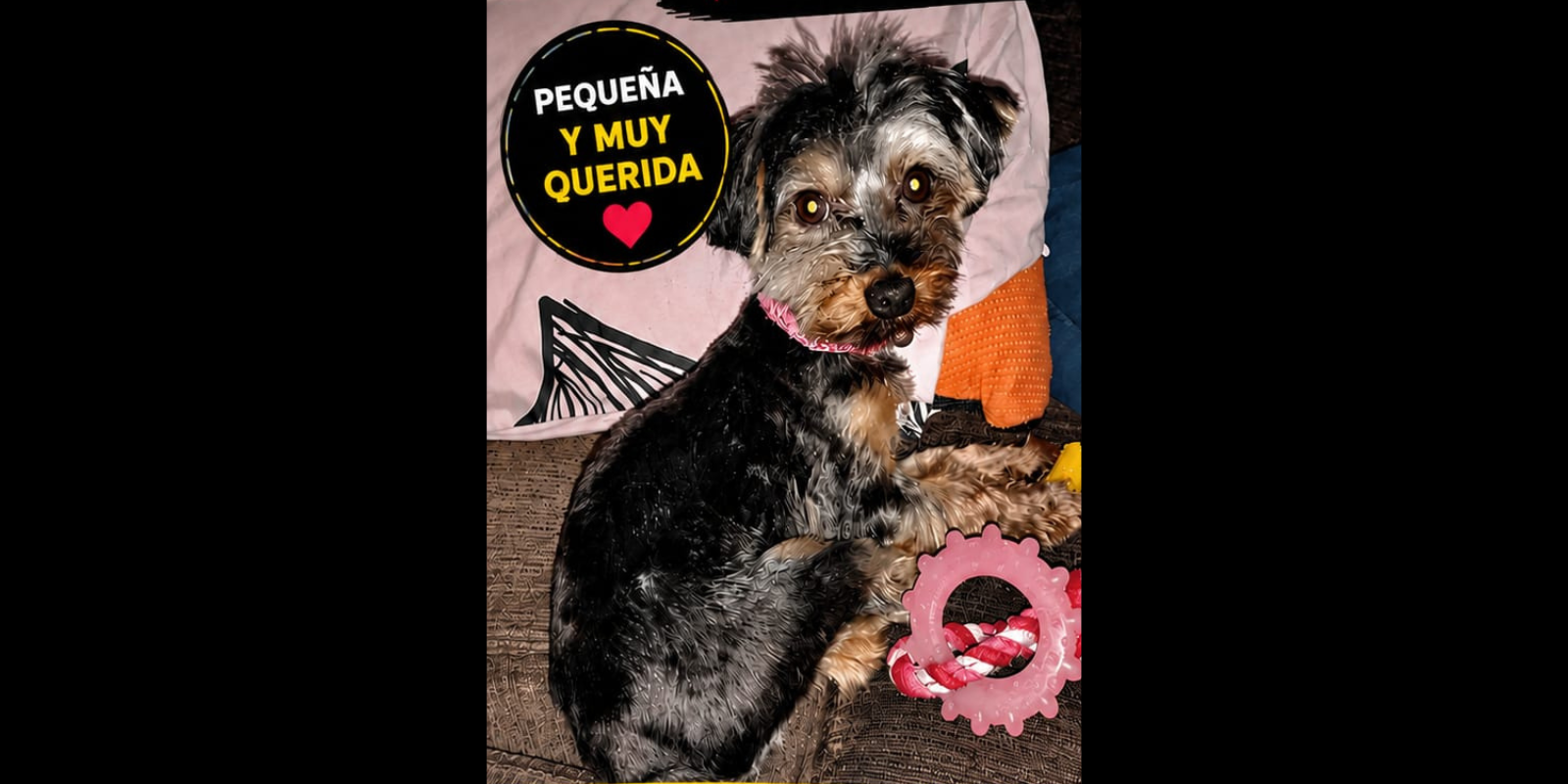 Busquen la Nala, perduda a Castellnou