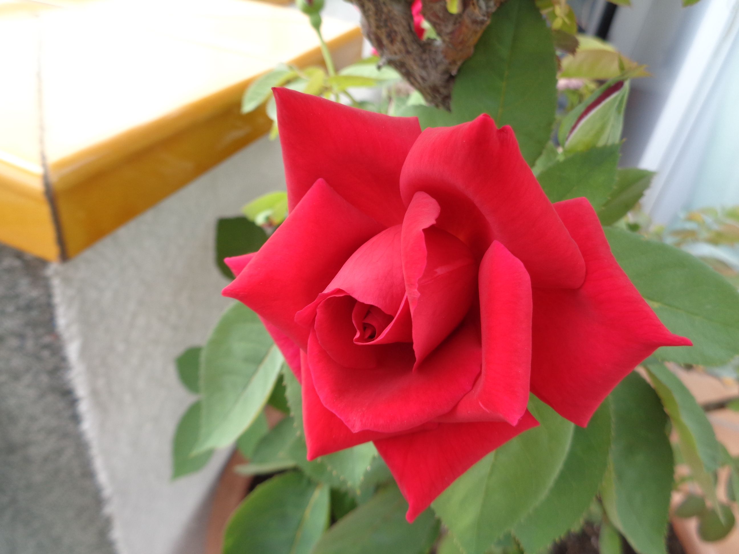 Rosa, rosae · Carrer Sant Josep, Rubí FOTO: Olga Sentís Barja