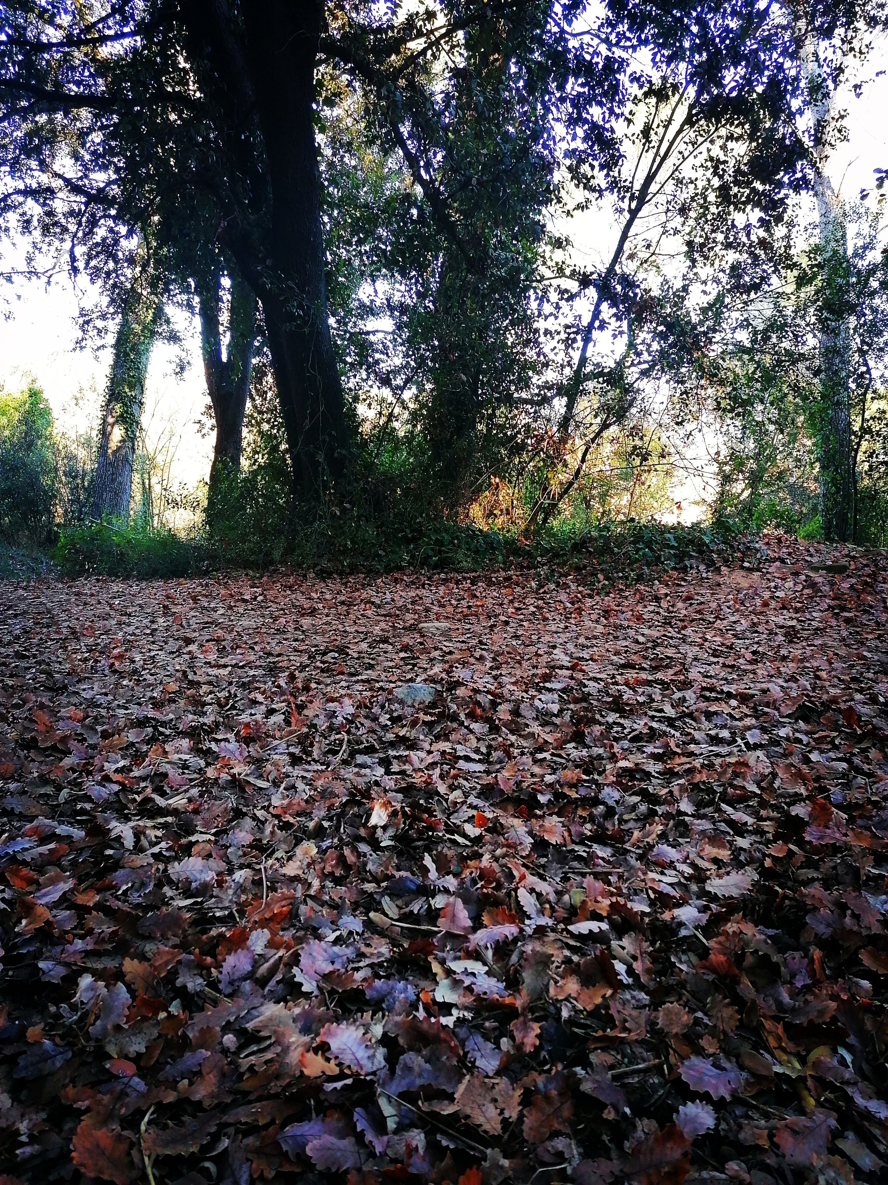 El Bosc · Bosc Xercavins FOTO: Hector Santiago Torrado