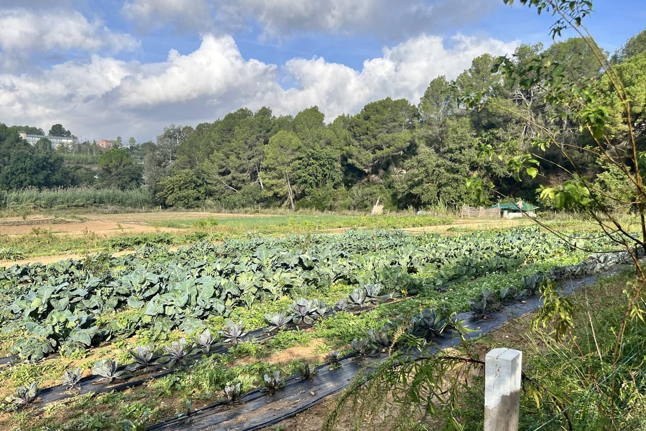 Un hort de la ciutat. FOTO: Ajutament de Rubí