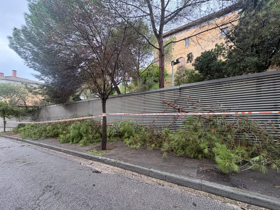 Un arbre caigut a la zona del Castell de Rubí FOTO: Cedida