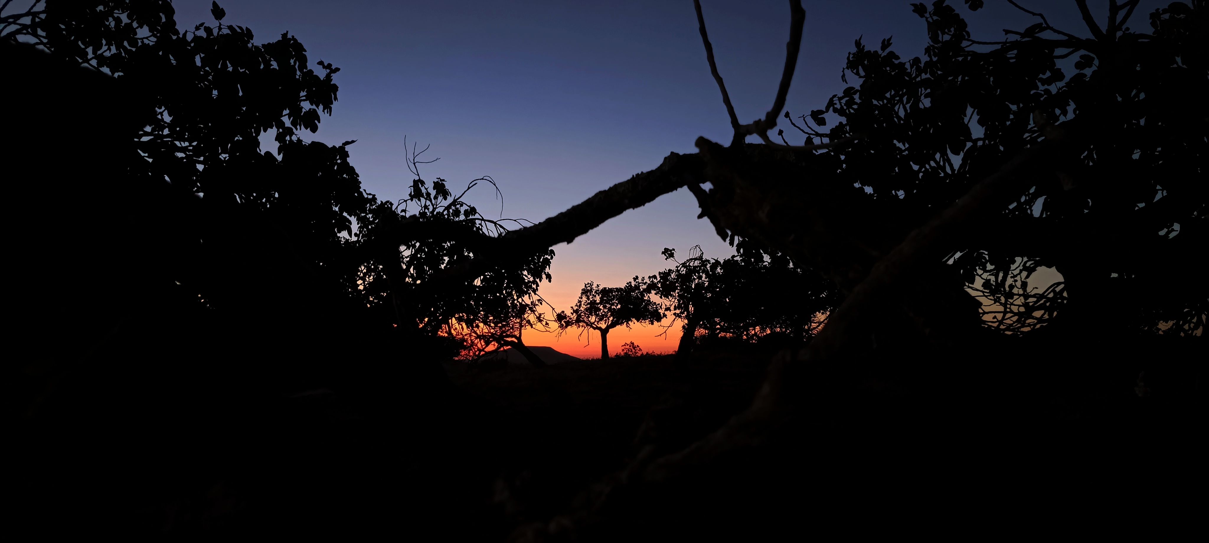 El crepuscle de la figuera · Extremadura FOTO: Bárbara Cintas Benítez