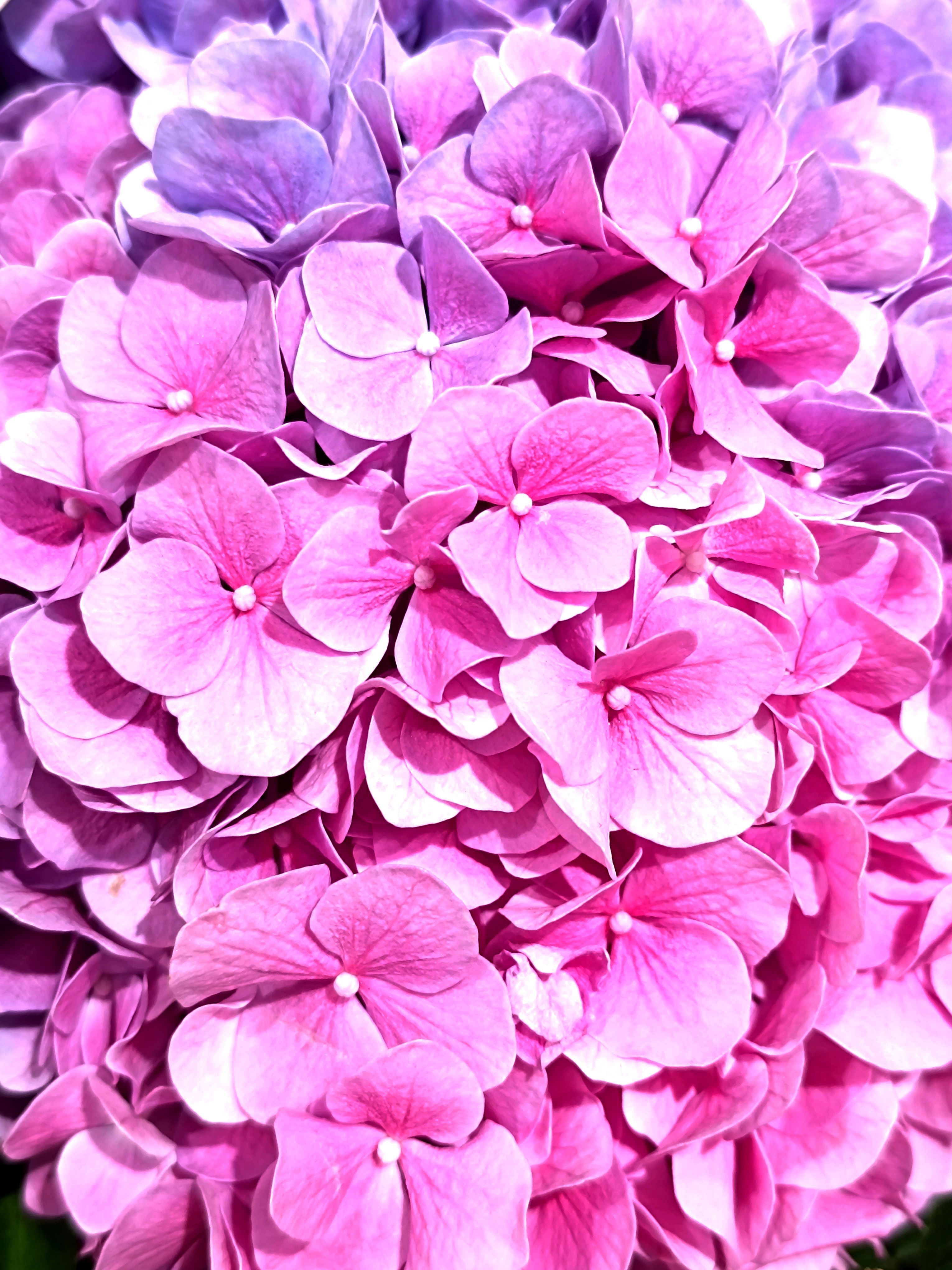 Hortènsia · Flores Navarro, Barcelona FOTO: MANEL LIMPO i GONZALO